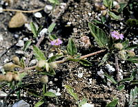 073 Allionia choisyi.jpg