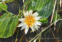 ASSA019 Nymphaea ampla.jpg