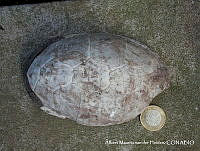 AMVDH 0098 Caparazón de Kinosternon integrum.JPG