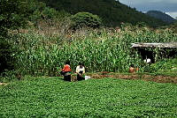 AF001 San Cristóbal de las Casas, Chiapas.JPG