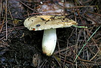 AKL0048 Russula pulverulenta.jpg