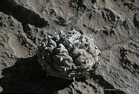 AB0224 Lophophora williamsii.jpg