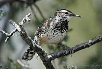CNS0178 Campylorhynchus brunneicapillus ssp. affinis.jpg