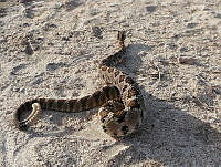 DIVA03 Crotalus enyo.jpg