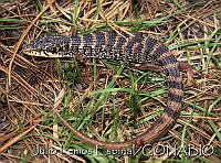 JLECE001-13 Elgaria kingii.jpg