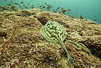 CNS1160 Urobatis concentricus.jpg