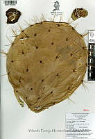 YPH2328 Opuntia robusta.jpg
