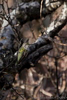 MASM00734 Calypte costae.jpg