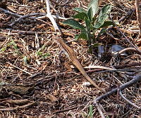 CGL5253 Aspidoscelis exsanguis.jpg
