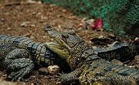 ELC0079 Crocodylus moreletii.jpg