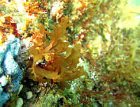 RRR017 Sarcodiotheca dichotoma.jpg