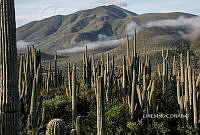 3R 00822 Cephalocereus tetetzo.tif
