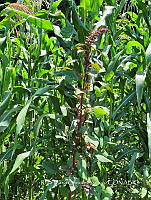 SG019 0082 Amaranthus hybridus.jpg