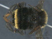 JAMR021 Bombus vosnesenskii.jpg