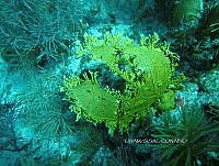 NE018 0901 Millepora alcicornis.jpg