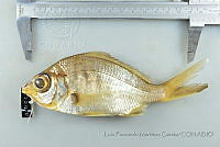 LFMG178 Gerres cinereus.jpg