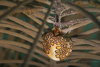 IDG1705 Cyphoma gibbosum.jpg