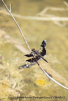 PJ016 0642 Pseudoleon superbus.JPG