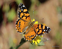 Vanessa annabella (Miguel Rivas).jpg