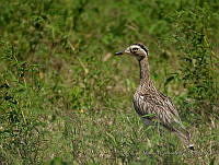 MGaves 1345 Hesperoburhinus bistriatus.jpg