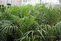 IMDOC 5704 Palma robelina.jpg