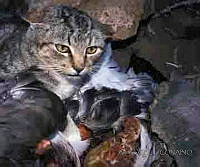 GECI0079 Felis silvestris.jpg
