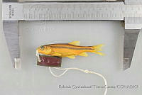 RQTG0555 Agosia chrysogaster.jpg