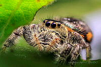 VRA06 Paraphidippus aurantius.jpg