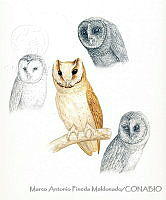 MAPM0988 Phodilus badius.jpg