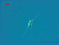 FVC0119 Chaetoceros affinis.jpg