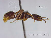 BTH0029 Odontomachus ruginodis.jpg