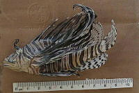 HE009 P 1541 Pez león asiático.jpg