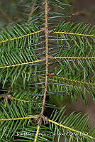 IMDOC 4821 Abies religiosa.jpg