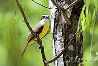 IMDOC0594 Pitangus sulphuratus.jpg