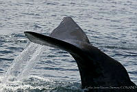 CNS0823 Physeter macrocephalus.jpg