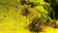 BDP0178 Pterois volitans.jpg