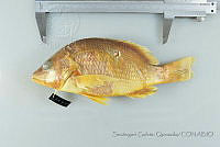 SGQ1381 Lutjanus argentiventris.jpg