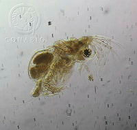 HE009 R 0151 Moina micrura.jpg