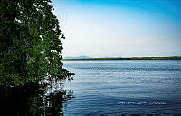 FBA0982 Rhizophora mangle.jpg