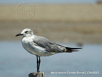 MAGB 0014 Leucophaeus atricilla.JPG