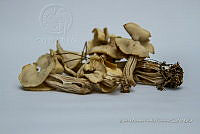 ZAPF 0627 Helvella crispa.jpg