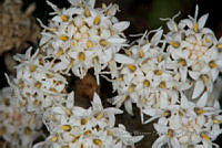 VWS078 Oxylobus arbutifolius.jpg
