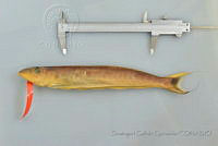 SGQ0168 Malacanthus plumieri.jpg