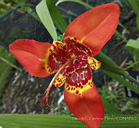 LCF0114 Tigridia pavonia.jpg