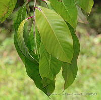 MDLLPG0067 Fuchsia arboresens.jpg
