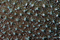 IDG0662 Ircinia felix.jpg