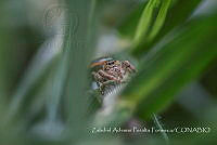 ZAPF0165 Paraphidippus aurantius.jpg