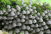 JFAC03 Coprinellus disseminatus.jpg