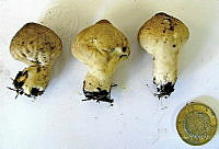 CBA0113 Lycoperdon perlatum.JPG