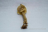 ZAPF 0626 Helvella crispa.jpg